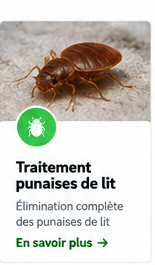 Traitement des punaises de lit à Marrakech