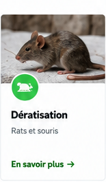 Dératisation rats et souris à Marrakech