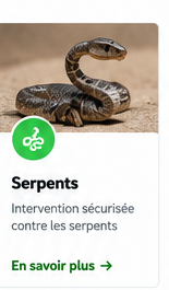 Intervention contre les serpents à Marrakech